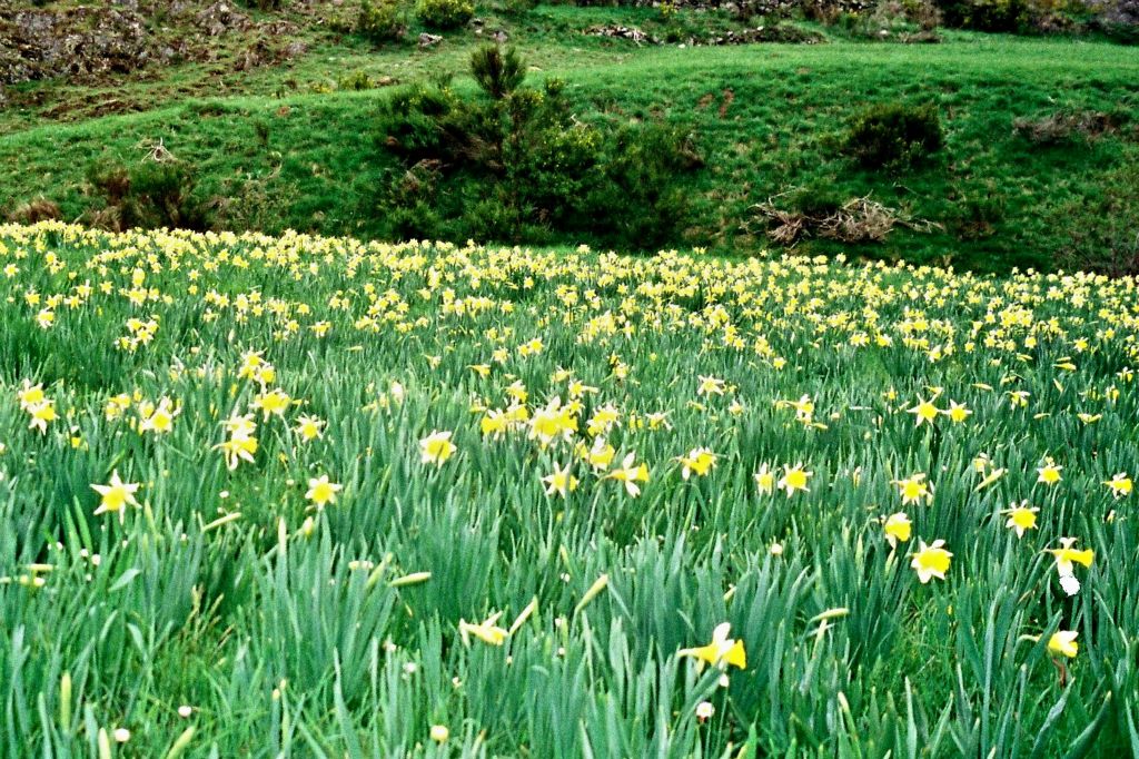 Osterklockenfelder