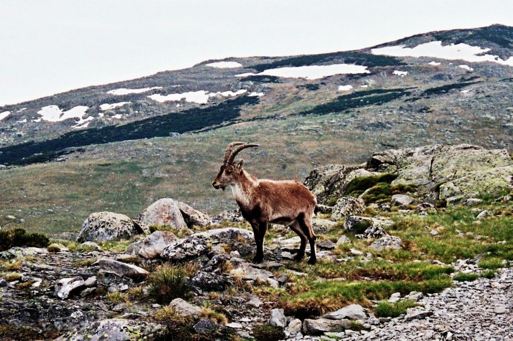 Gredos Gebierge