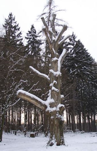 Monstranzenbaum