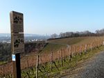 Weinlage "Sülzenberg" und "Rosenhügel"