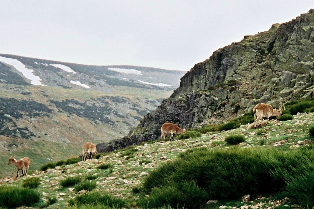 Gredos Gebierge